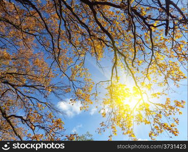 autumn forest background in a sunny day