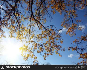 autumn forest background in a sunny day