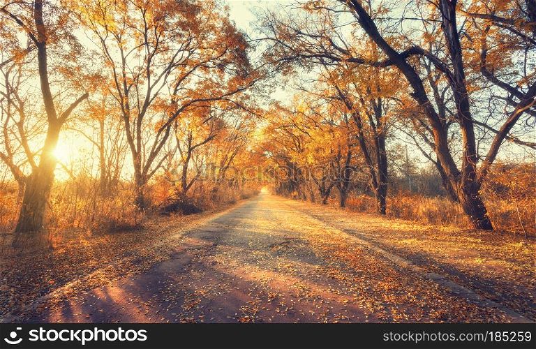 Autumn forest. Beautiful forest with country road at sunset. Colorful landscape with trees, rural road, yellow leaves, sun and blue sky. Travel. Autumn background. Magic forest with vibrant foliage