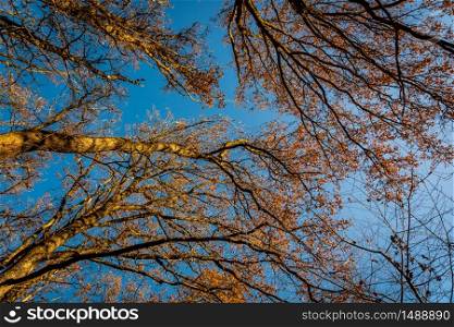 Autumn forest. Bottom-up view. Crowns of trees. Golden autumn.. Autumn forest. Bottom-up view. Crowns of trees. Golden autumn
