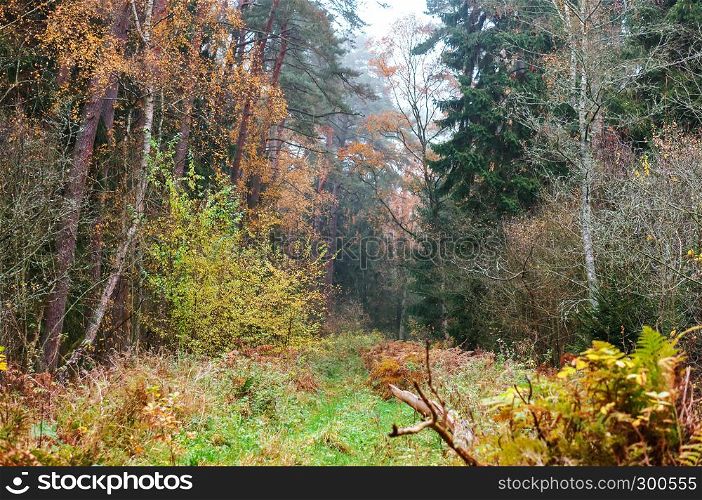autumn forest, cloudy foggy forest. cloudy foggy forest, autumn forest