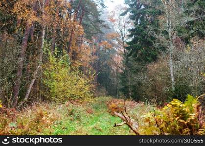 autumn forest, cloudy foggy forest. cloudy foggy forest, autumn forest