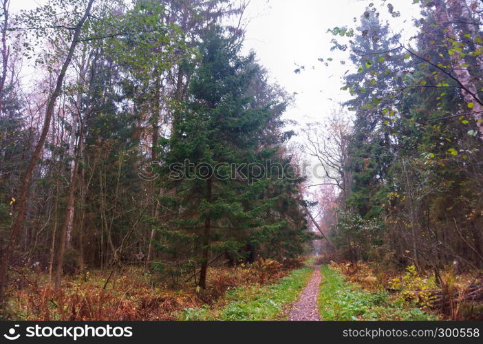 autumn forest, cloudy foggy forest. cloudy foggy forest, autumn forest