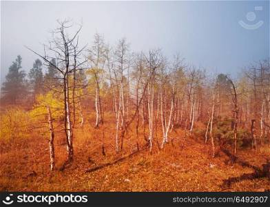 Autumn forest. Colorful sunny forest scene in Autumn season with yellow trees in clear day.