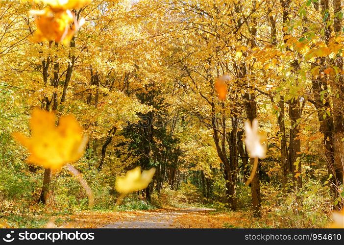 autumn forest, forest path between yellowed trees. forest path between yellowed trees, autumn forest