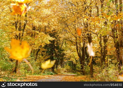 autumn forest, forest path between yellowed trees. forest path between yellowed trees, autumn forest