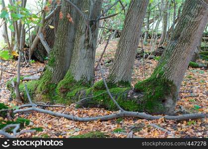 autumn forest, four trees in green moss. four trees in green moss, autumn forest