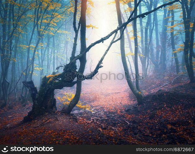 Autumn forest in blue fog and yellow sunlight. Mystical autumn trees with path in mist. Old Tree. Colorful landscape with trees, leaves and fog. Spooky foggy forest with magical atmosphere. Fall. Autumn forest in blue fog and yellow sunlight