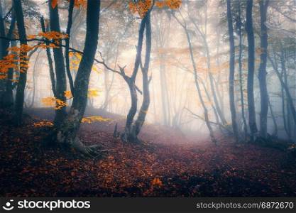 Autumn forest in blue fog. Mystical autumn trees with trail in mist. Old Tree. Colorful landscape with trees, path, leaves and fog. Nature background. Spooky foggy forest with magical atmosphere. Fall. Autumn forest in blue fog. Mystical autumn trees with trail in m