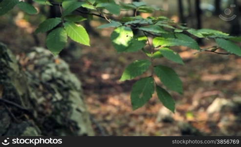 Autumn forest in Crimea.