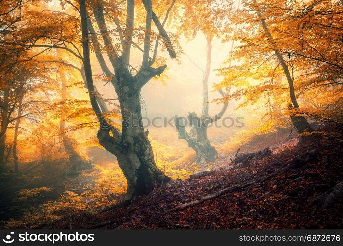 Autumn forest in fog. Fall woods. Enchanted autumn forest in fog in the evening. Old Tree. Landscape with trees, colorful orange and red foliage and fog. Nature. Magical foggy forest. Vibrant colors. Enchanted autumn forest in fog in the evening.