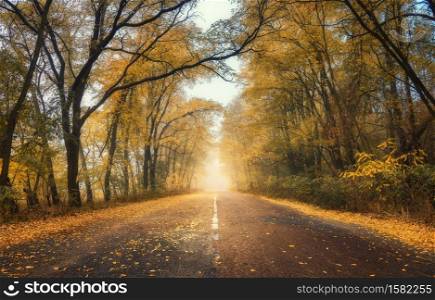 Autumn forest in fog with country road at sunset. Colorful landscape with rural road in tunnel of trees, orange leaves in fall. Travel. Autumn colors. Amazing forest with vibrant foliage and sunlight. Autumn forest in fog with country road at sunset
