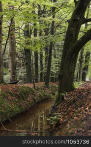 autumn forest in holland with a small river red and green colors