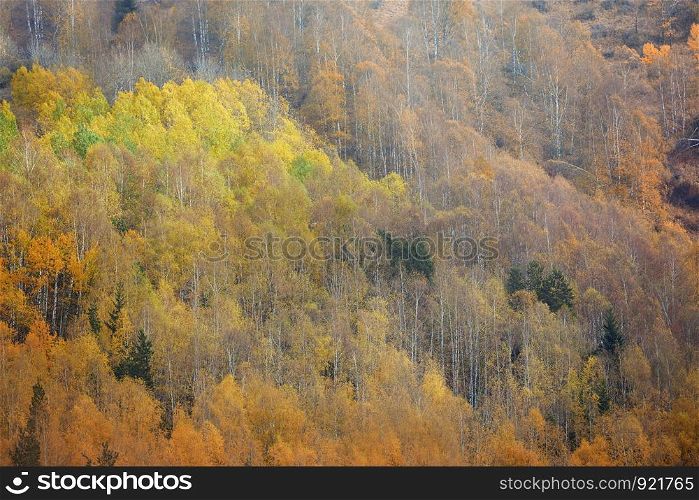Autumn forest in mountains. Kazakhstan. Almaty