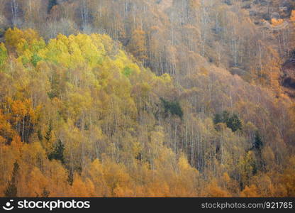 Autumn forest in mountains. Kazakhstan. Almaty