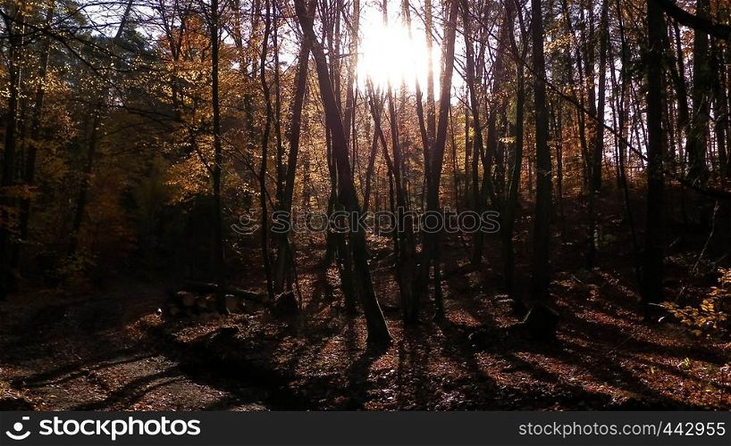 Autumn forest in sunny day. Golden Polish autumn. Nature concept. Autumn forest in sunny day, Poland.