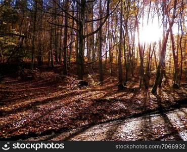 Autumn forest in sunny day. Golden Polish autumn. Nature concept. Autumn forest in sunny day, Poland.