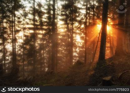Autumn forest in sunrise. Foggy morning nature woodland landscape