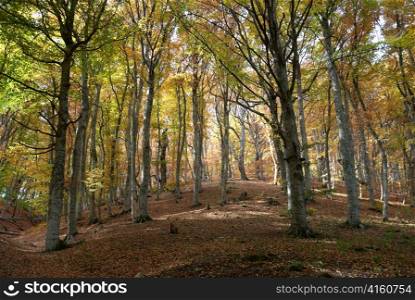 Autumn forest in the warm sunny day