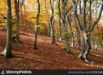 Autumn forest in the warm sunny day