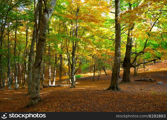 Autumn forest in the warm sunny day