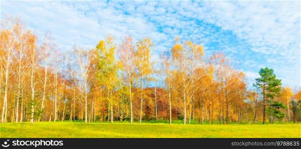 Autumn forest landscape with autumn birch trees yellow leaves