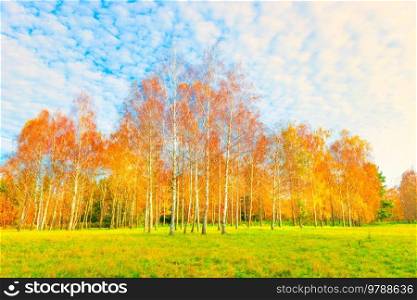 Autumn forest landscape with autumn birch trees yellow leaves
