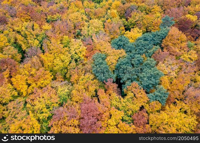 Autumn forest landscape with colorful fall leaves on trees from drone view. Natural seasonal backdrop and wallpaper.. Autumn forest landscape from drone view