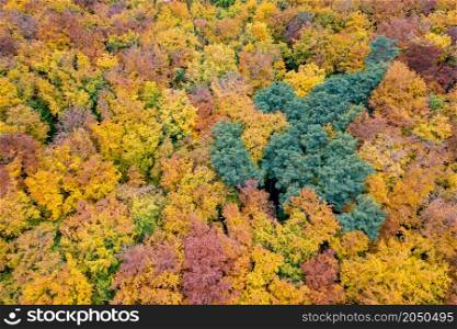 Autumn forest landscape with colorful fall leaves on trees from drone view. Natural seasonal backdrop and wallpaper.. Autumn forest landscape from drone view