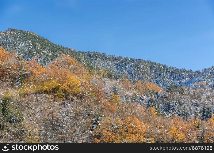 Autumn Forest landscape with snow on tree at Fujikawaguchiko Japan