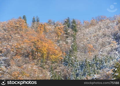 Autumn Forest landscape with snow on tree at Fujikawaguchiko Japan