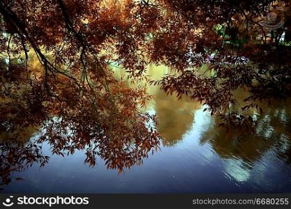 autumn forest landscape / yellow forest, trees and leaves October landscape in the park