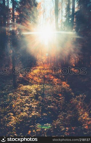 autumn forest landscape yellow leaves lie on the ground, various plants, sun rays