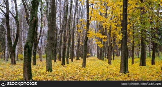 Autumn forest . Late fall. Overcast. A beautiful autumn forest with dark tree trunks and yellow leaves. Late fall. Overcast. Wide photo.