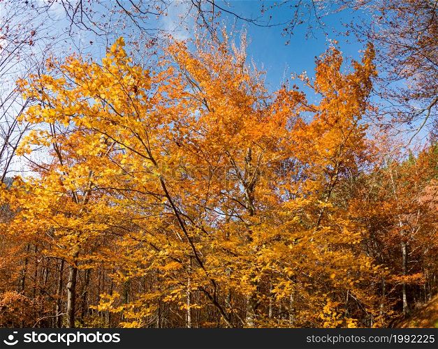 Autumn forest leaves on tree agains blue sky.