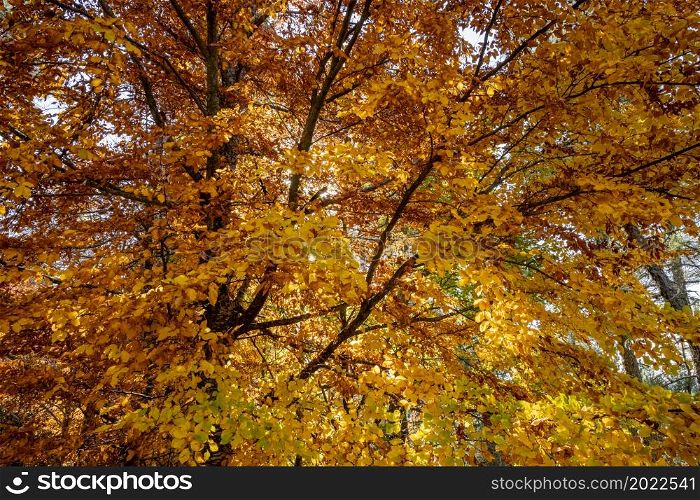 Autumn forest leaves on tree agains blue sky.
