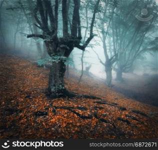 Autumn forest. Mystical autumn forest in blue fog in the morning. Old tree. Beautiful landscape with trees, colorful foliage and mist. Nature. Enchanted foggy forest with magical atmosphere. Plant . Foggy forest. Mystical autumn forest in fog in the morning