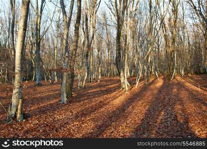 Autumn forest. Naked trees and yellow leaves on the ground
