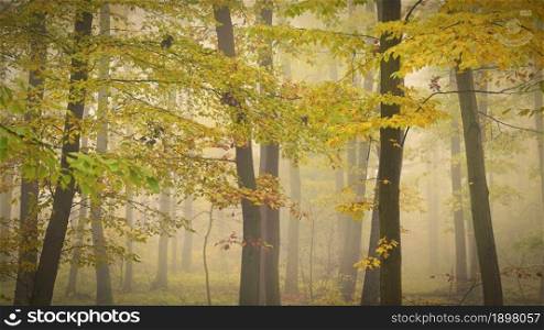 Autumn forest. Natural colorful background with trees and fog in the forest.