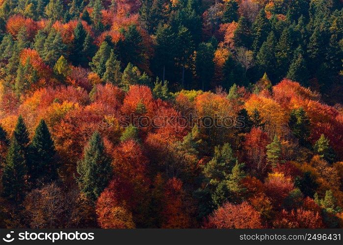 Autumn forest on mountain