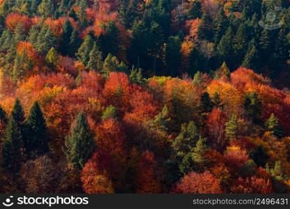 Autumn forest on mountain