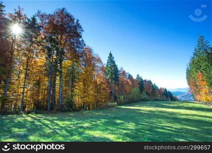 Autumn forest on sunny day