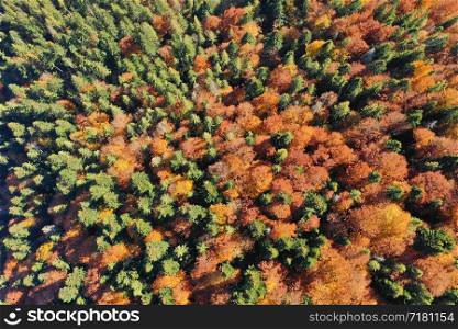 Autumn forest on sunny day