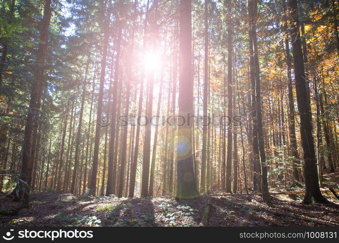 Autumn forest on sunny day . autumn leaf