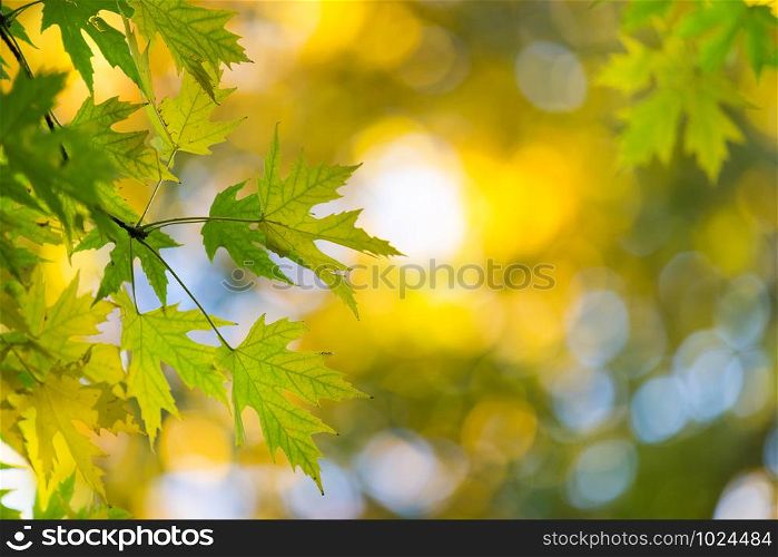 Autumn forest on sunny day . autumn leaf