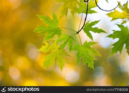 Autumn forest on sunny day . autumn leaf