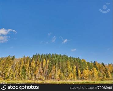Autumn forest on the bank of the river