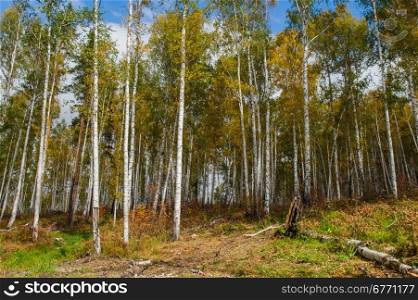Autumn forest on the lake Arakul. South Ural