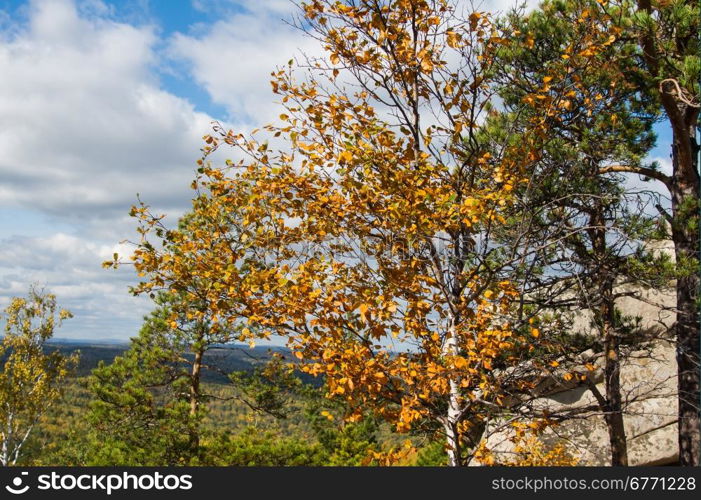 Autumn forest on the lake Arakul. South Ural