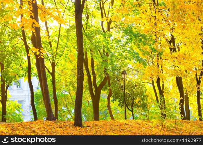 Autumn forest or park with bright yellow trees